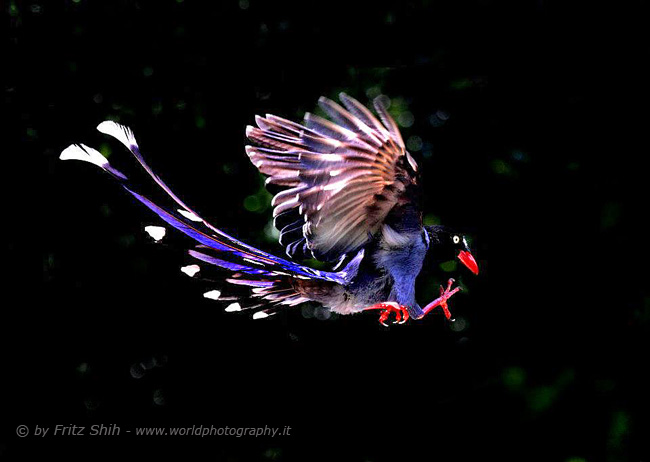 Taiwan Blue Magpie in Flight